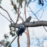 Motopoda a bateria Makita DUA300Z - Imagem 4